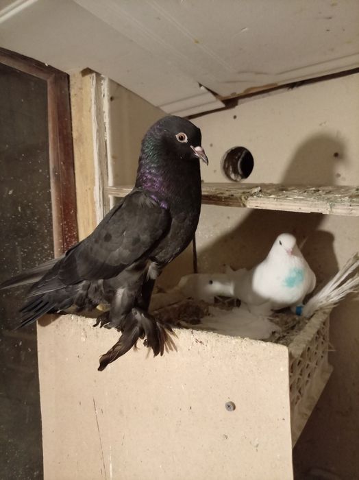 Голубь дытыш самцы кептер