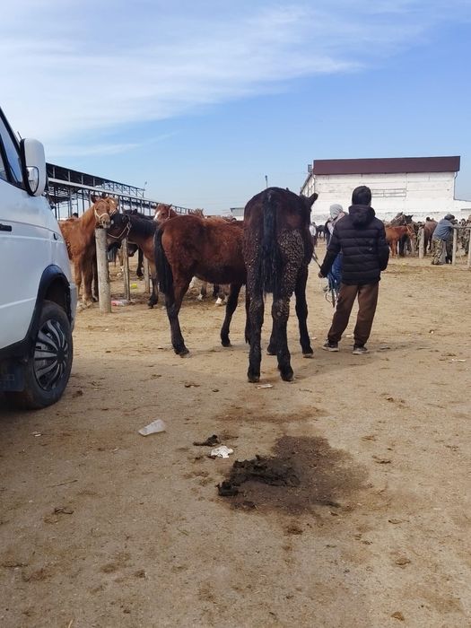 Палтарашка таи ұрғашы