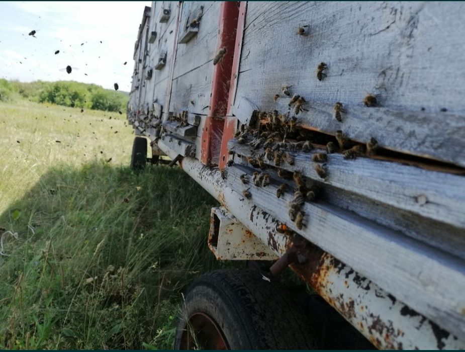 Продам мёд натуральный