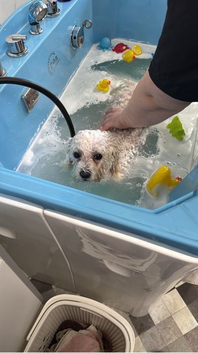 "Tratamente Spa Premium pentru Căței și Pisici în Timișoara"