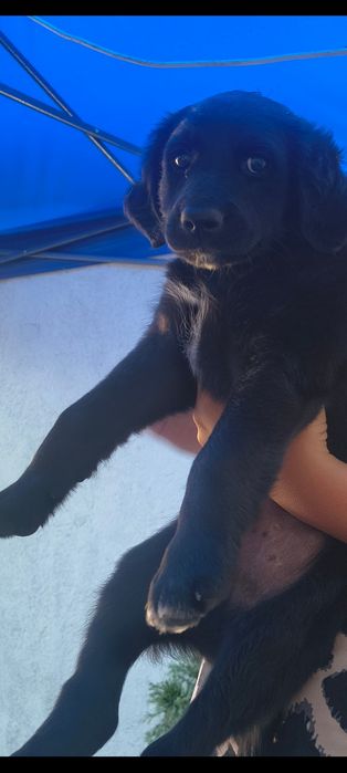 Dau spre adopție un pui de câine