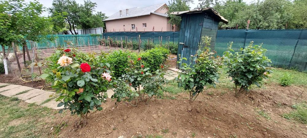 Casa 3 camere caramida, locuita in Baldana (Tartasesti)