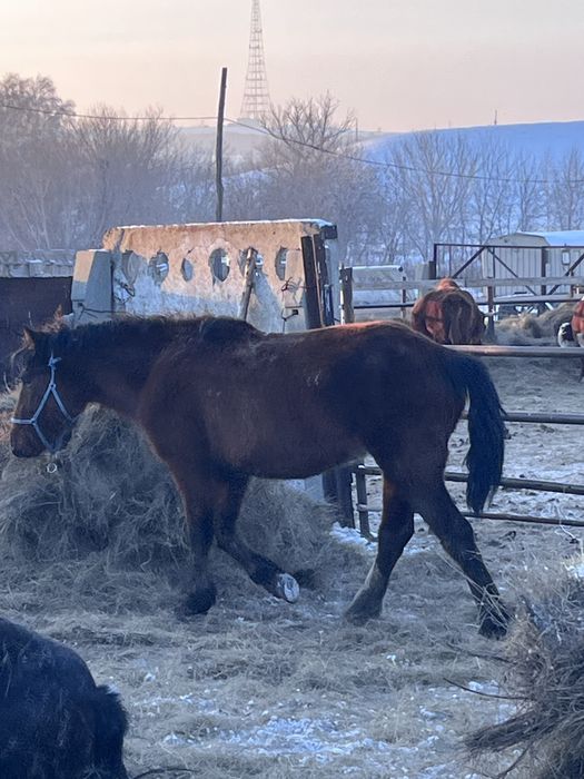 Айгыр сатылады 3-4 шыгады