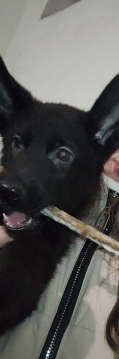 Срочно продам овчарку