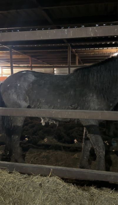 Донен откорм 3 месяца