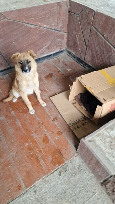 Найдена собачка,отдам