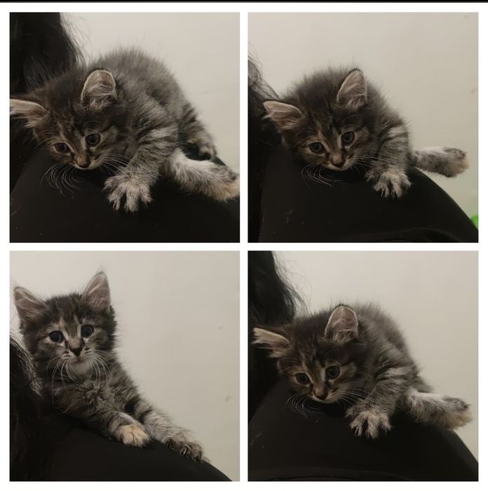 Кошка и  два котёнка
