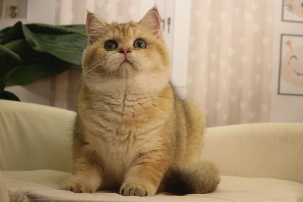 Мальчик чистокровный британец с окрасом золотая шиншилла