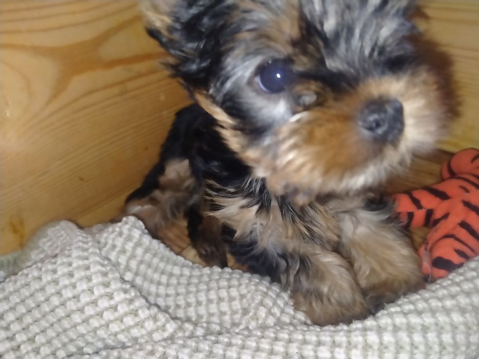 Йоркширский терьер