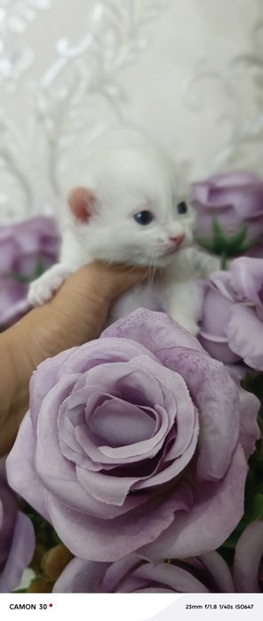 Мушук боласи зотдор