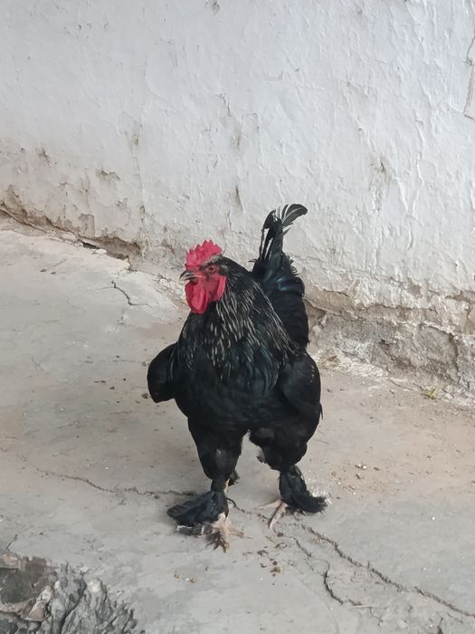Brama ho'roz 1 yillik