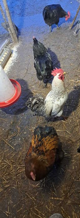 Ouă pentru incubat – mixt gospodăresc