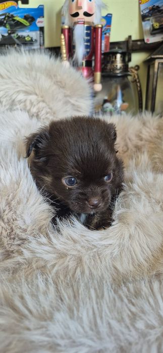 Chihuahua ciocolatiu cu acte