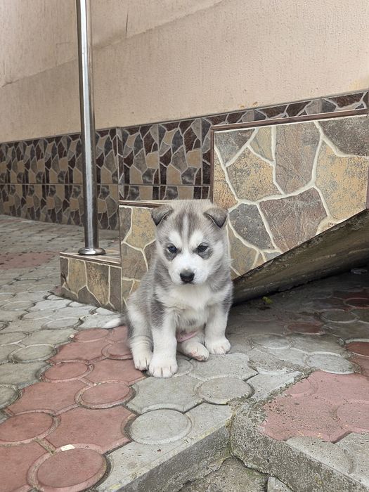 Vând pui Husky Siberian