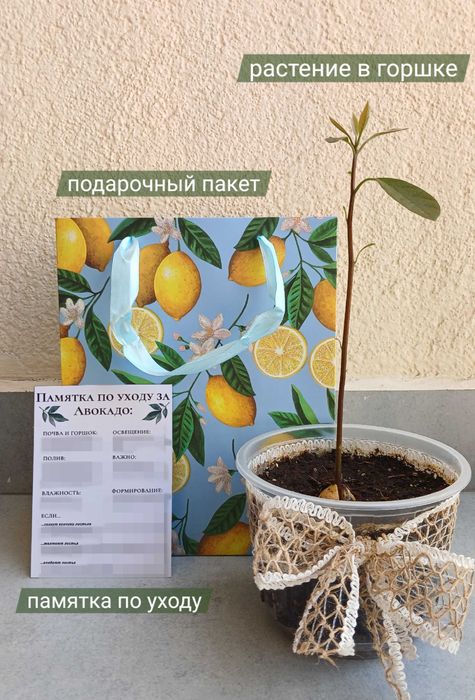 Только до 1 мая! Дерево авокадо в горшке, саженцы