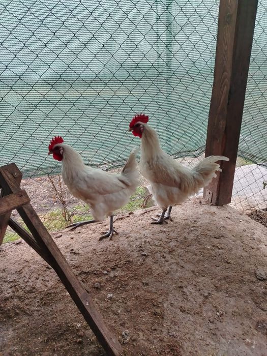 LA Bress cocoși de vanzare