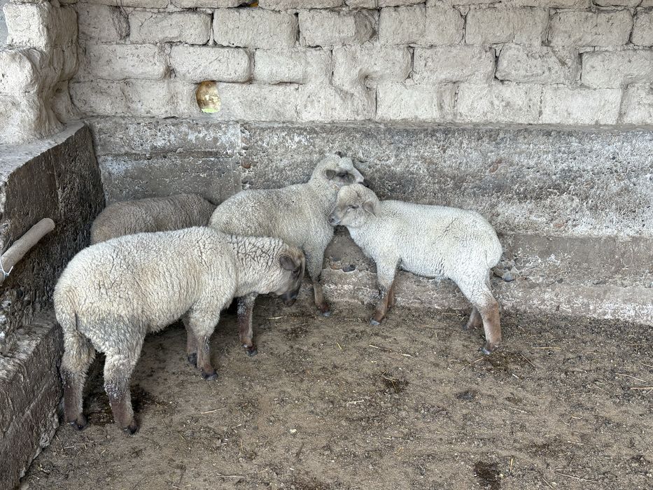 Қозылар сатылады