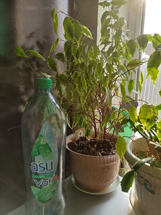 Продам фикус комнатный цветок