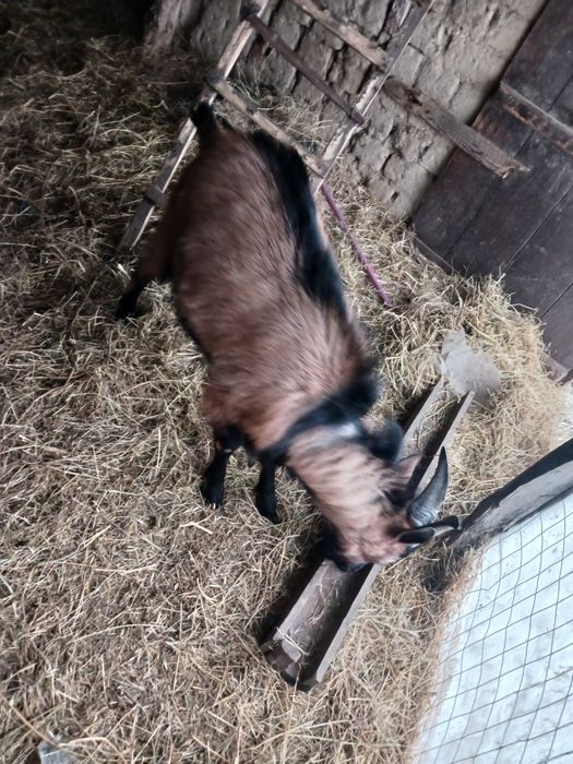 Vând țap alpin are 1 an