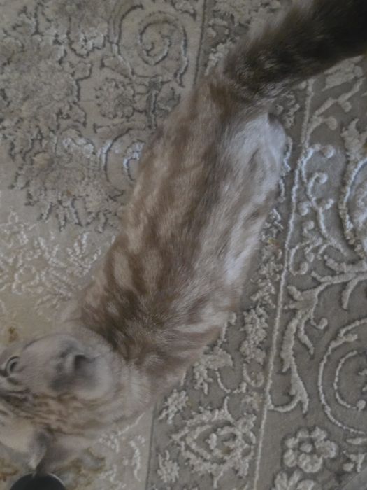Кошка шотландский