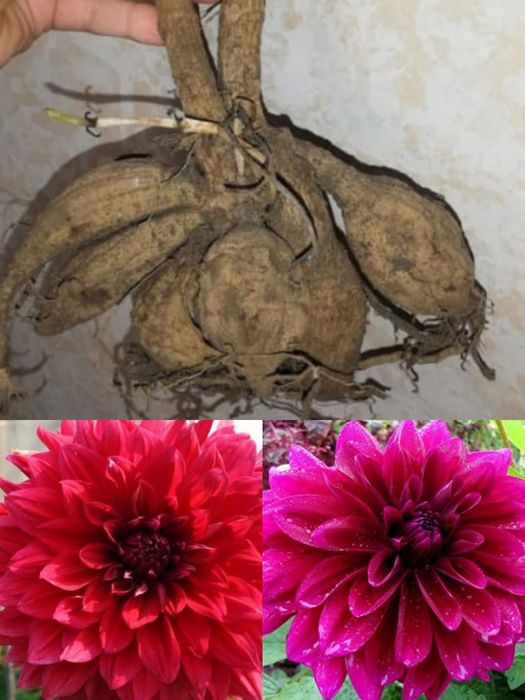 Георгины цветы в сад