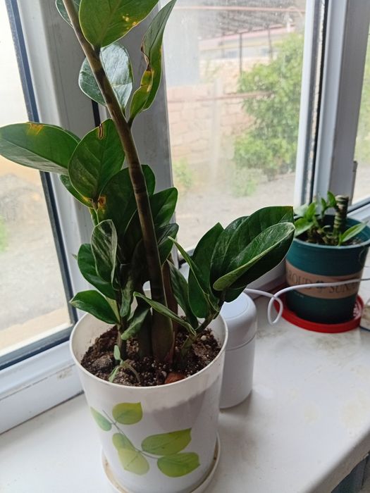 Бөлме    гүлдері