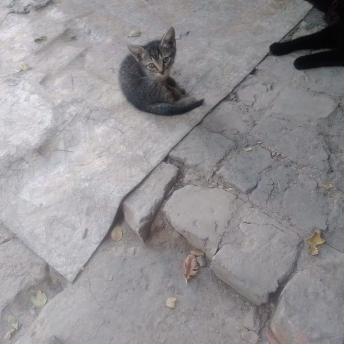 Котёнок ақылды мысық балалары