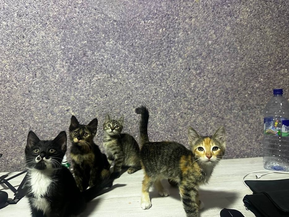 Бесплатно отдам в хорошие руки