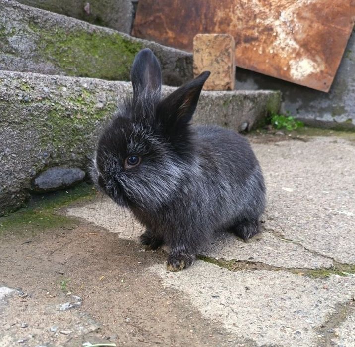 Декоративные крольчата