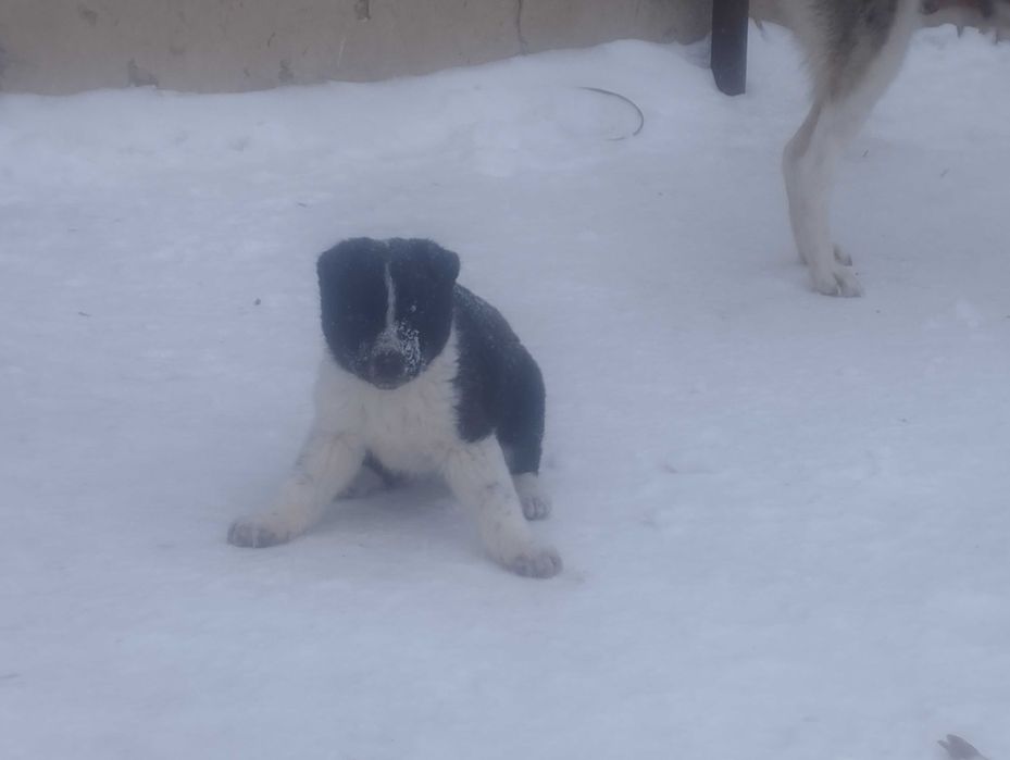 Продам щенка дворянина (мама лайка).