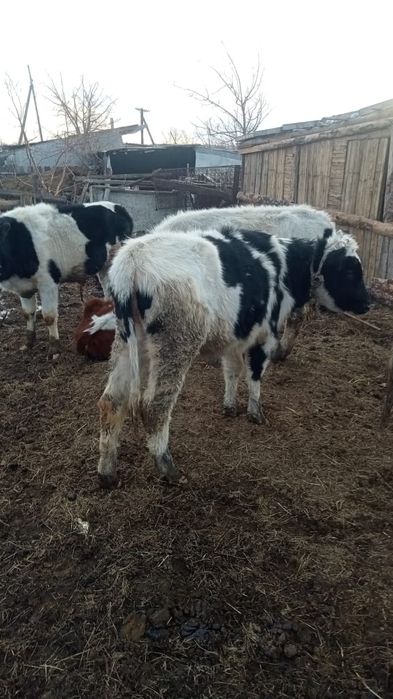 Продам корову с телёнком  бык, бычок,