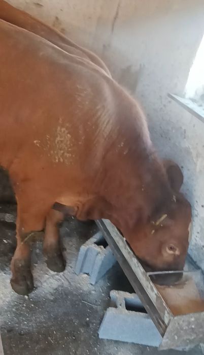Tăuraș și vițea angus