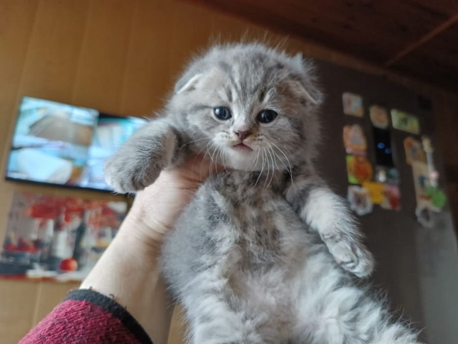 Скоттиш Фолд.  Мальчик.