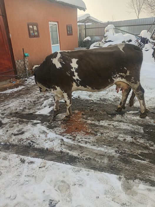 Vând jiuninca la a doua fataredoua fătare a