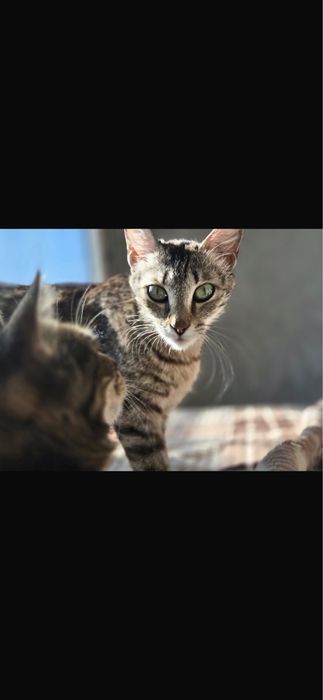 Кошечка в дом ,ищем дом кошечке !