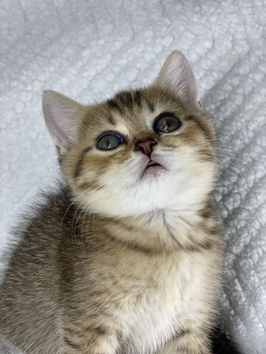 Шиншиллы золотые голубые