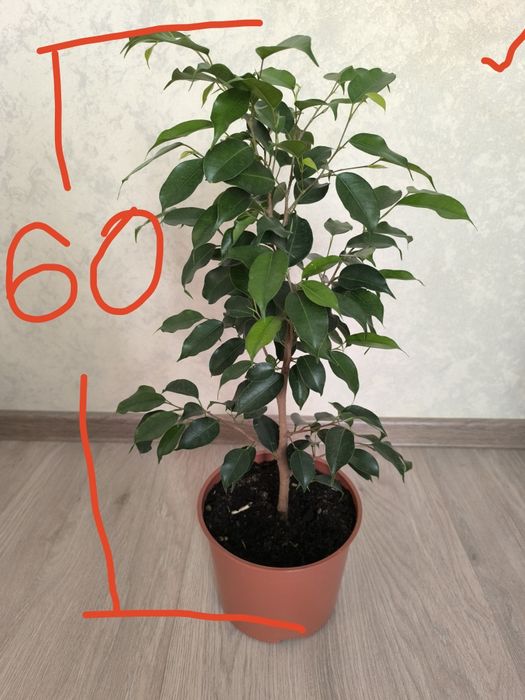 Фикус Бенджаминова