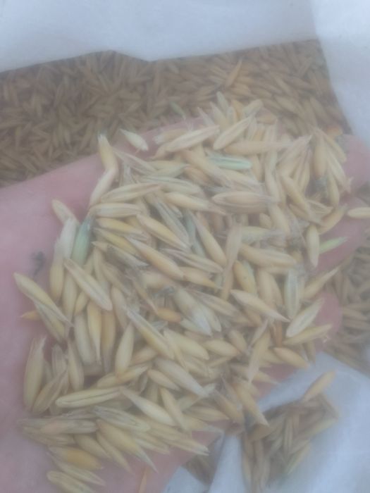 Отходы Зерноотходы Отруби Овсюг Колоски