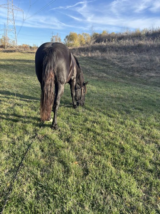 Iapa de vanzare. !!!