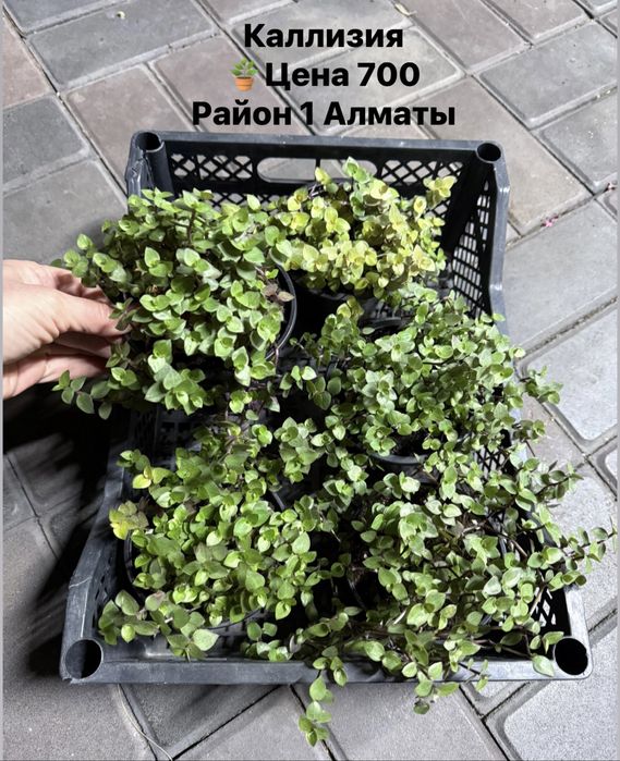 Продам Бегонии вечноцветущие