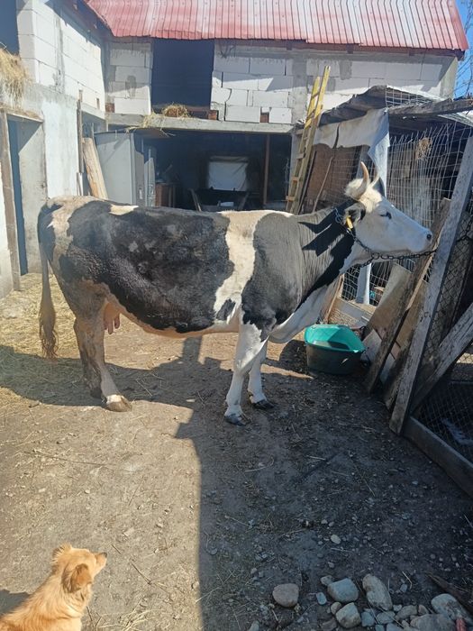 Vând vaca baltata pe negru
