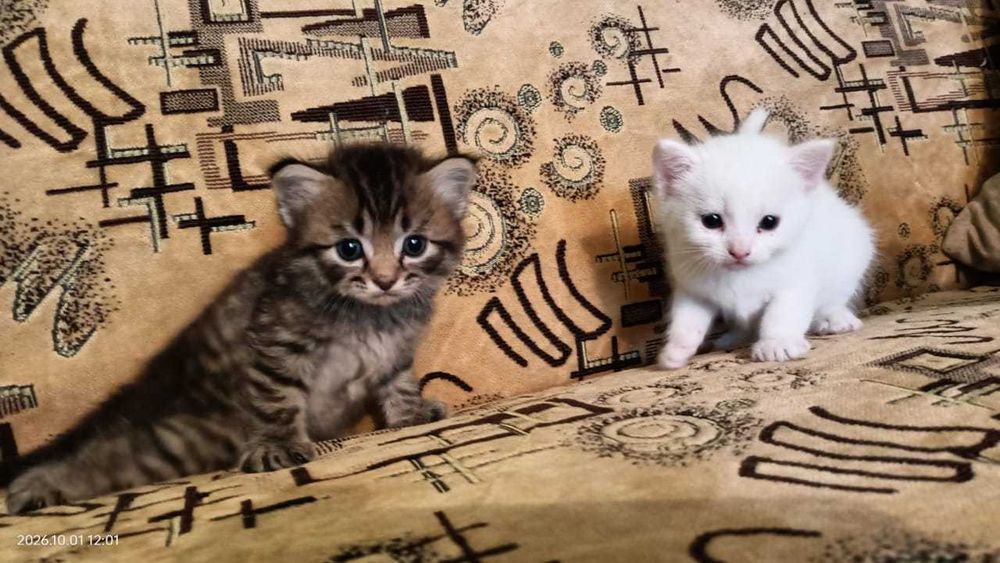 Породистые котята