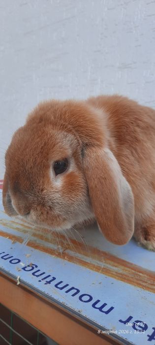 Кролик карлик баран
