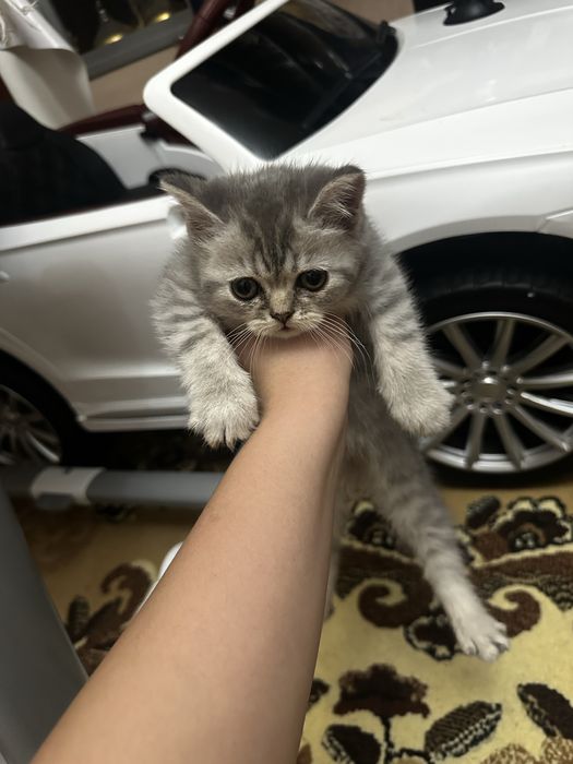 Продам шотландских котят