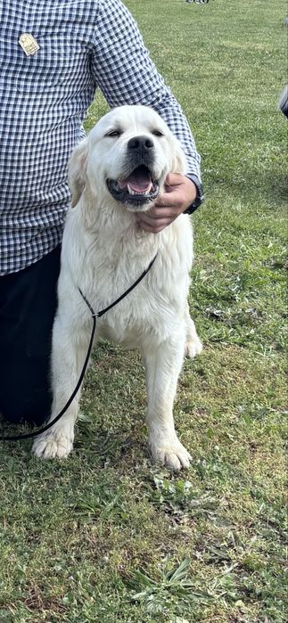 Голдън Ретривър ***FCI***