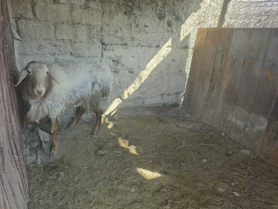 Қой Қошқар Арашан