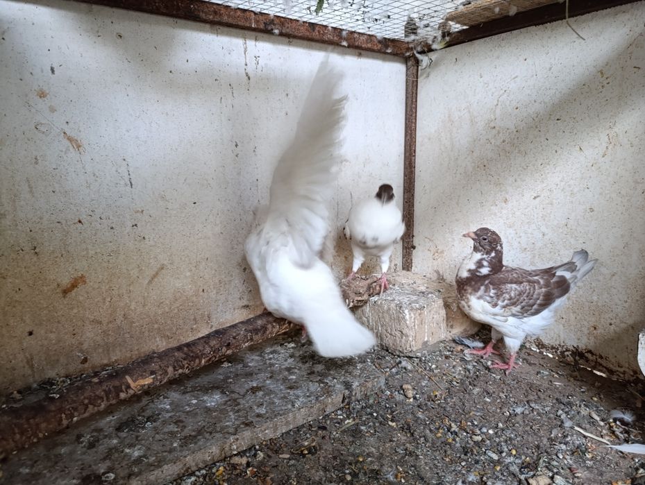 Голуби кинги 1+1 и малыш всех отдам оптом