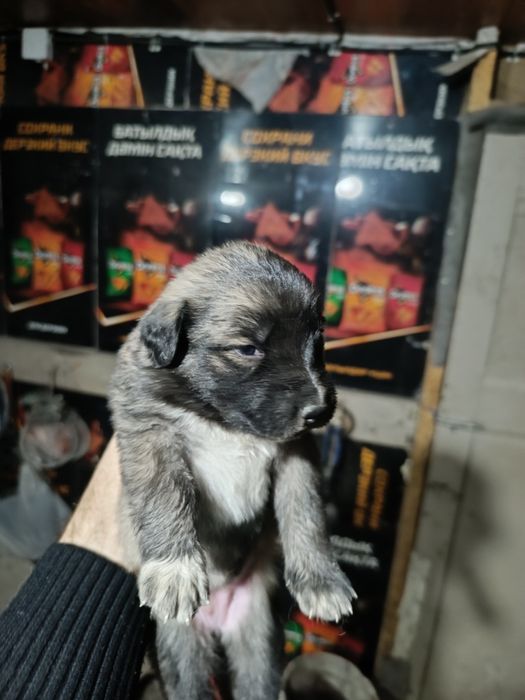 Отдам щенков овчарки даром