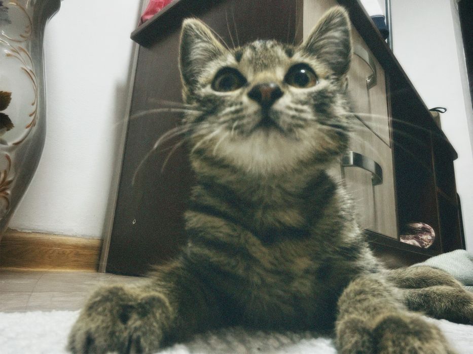 Отдам котенка даром