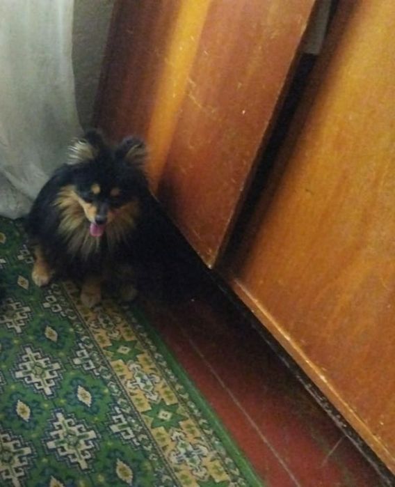 Пропал собачка шпиц